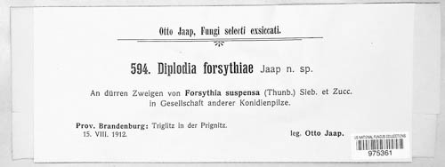Diplodia forsythiae image